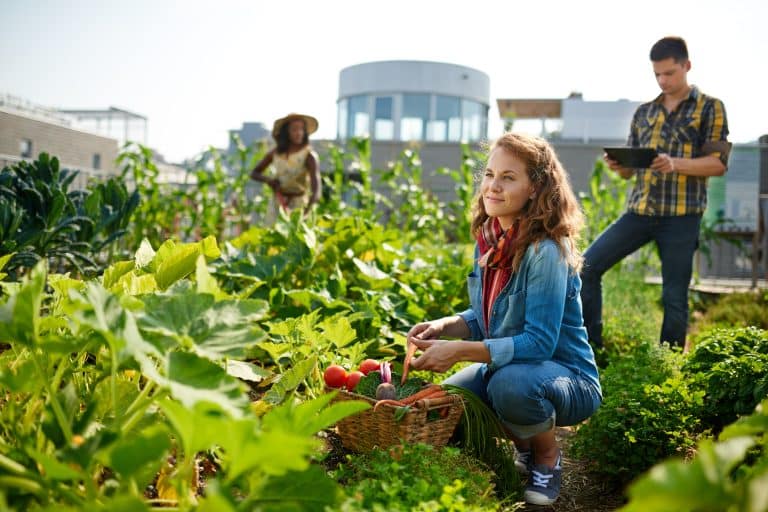 agriculture urbaine