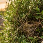 J'ai taillé ma haie de troènes le 2 août juste pour la remettre au carré : en écartant les branches au taille-haie, il éta...