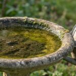 Je remplissais l'abreuvoir de mes oiseaux chaque matin sans jamais le vider : un bénévole de la LPO m'a montré ce qui s'y ...